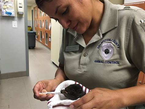 Arlington animal control - AWLA staff came up with a plan to make the dog as comfortable as possible and contacted the man's family, who came in to pick up the dog. Jennifer Toussaint, chief of animal control in Arlington ...